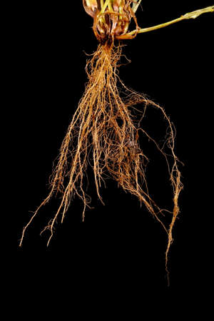 Smooth Finger Grass (Digitaria ischaemum). Roots Closeup