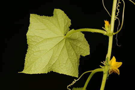 Cucumber (Cucumis sativus). Leaf Closeupの写真素材