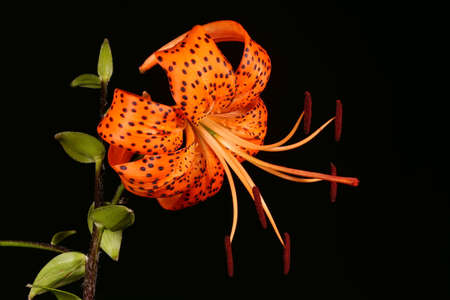 Tiger Lily (Lilium lancifolium). Flower Closeupの写真素材