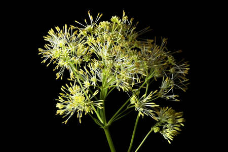 Common Meadow-Rue (Thalictrum flavum). Inflorescence Closeupの写真素材