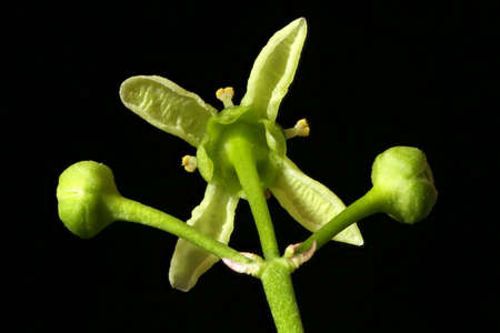 Spindle (Euonymus europaeus). Flower Closeupの写真素材