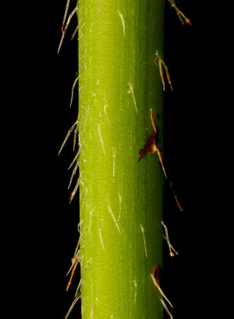 Bifid Hemp-Nettle (Galeopsis bifida). Stem Closeup