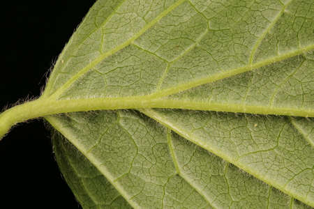 Mock-Orange (Philadelphus coronarius). Leaf Detail Closeup