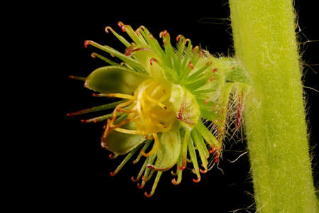 Agrimony (Agrimonia eupatoria). Fruit Closeup