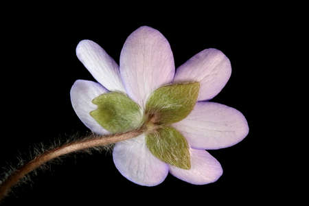 Liverleaf (Hepatica nobilis). Flower Closeupの写真素材