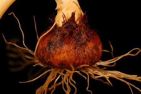 Spring Crocus (Crocus vernus). Corm Closeup
