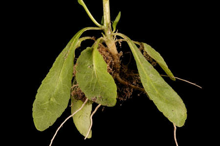 Spreading Bellflower (Campanula patula). Basal Rosette Closeup
