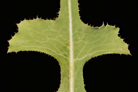 Prickly Lettuce (Lactuca serriola). Leaf Detail Closeupの写真素材
