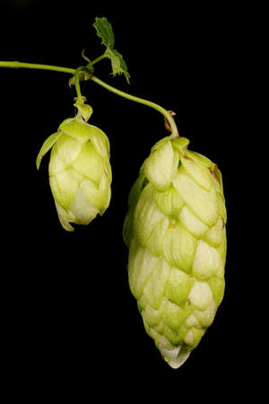 Hop (Humulus lupulus). Fruit Closeup