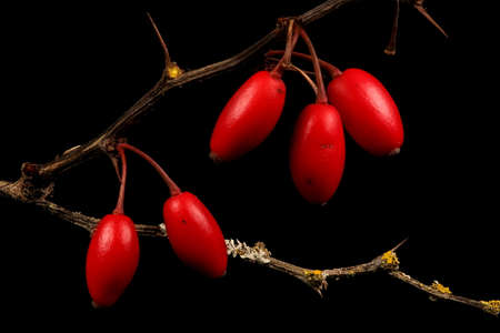 Thunberg's Barberry (Berberis thunbergii). Fruit Closeup