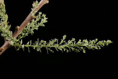 German Myricaria (Myricaria germanica). Stem and Leaves Closeupの写真素材