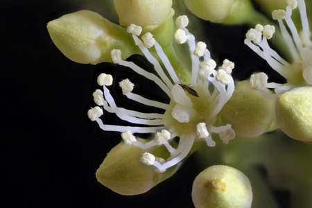 Japanese Hydrangea (Hydrangea petiolaris). Flower Closeupの写真素材