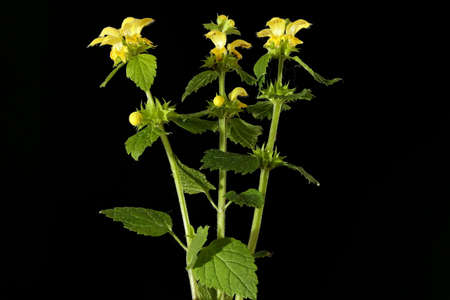 Yellow Archangel (Lamium galeobdolon). Habit