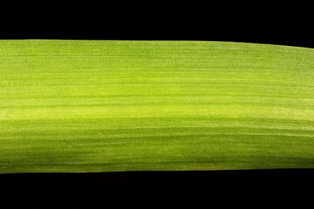 Hyacinth (Hyacinthus orientalis). Leaf Detail Closeup