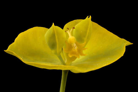 Leafy Spurge (Euphorbia virgata). Cyathia Closeup