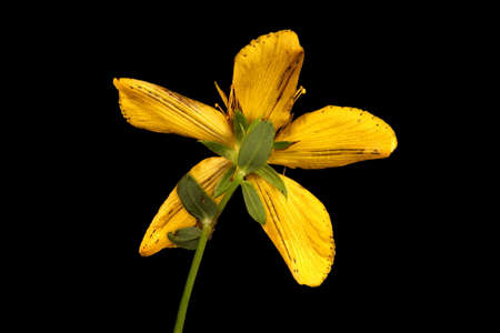 Perforate St. John's-Wort (Hypericum perforatum). Flower Closeupの写真素材