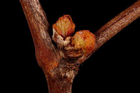 Riverbank Grape (Vitis riparia). Leaf Buds Closeup