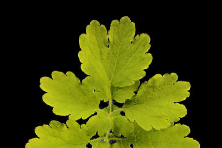 Greater Celandine (Chelidonium majus). Leaf Detail Closeup