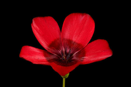 Crimson Flax (Linum grandiflorum). Flower Closeupの写真素材