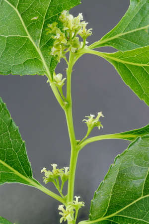 Staff Vine (Celastrus orbiculatus). Stem and Flowers Closeupの写真素材