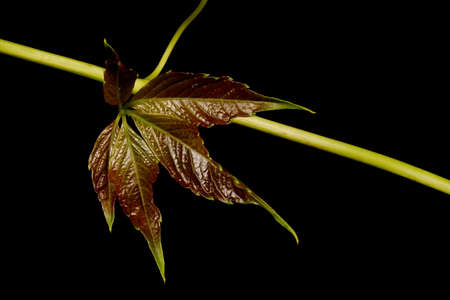 Thicket Creeper (Parthenocissus inserta). Young Leaf Closeup