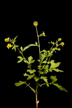 Eastern Avens (Geum aleppicum). Habitの写真素材