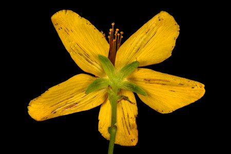 Perforate St. John's-Wort (Hypericum perforatum). Flower Closeupの写真素材
