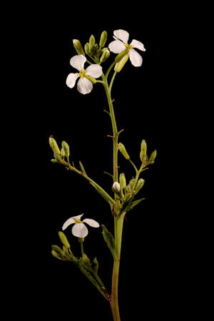 Garden Radish (Raphanus raphanistrum subsp. sativus). Inflorescence Closeup