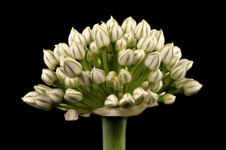 Onion (Allium cepa). Inflorescence Closeupの写真素材