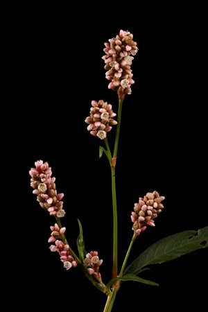Redshank (Persicaria maculosa). Inflorescence Closeup