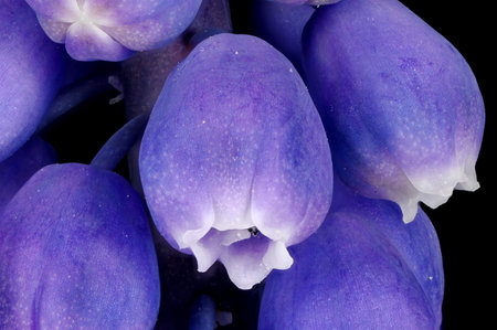 Grape Hyacinth (Muscari neglectum). Flowers Closeupの写真素材