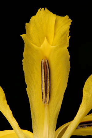 Yellow Iris (Iris pseudacorus). Flower Detail Closeup