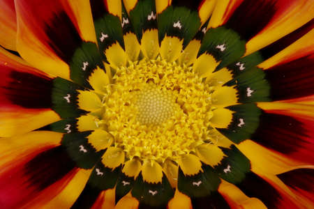 Treasure Flower (Gazania rigens). Disc Florets Closeup