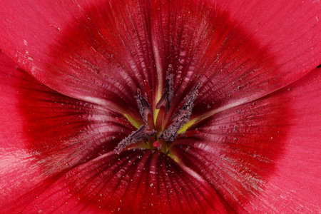 Crimson Flax (Linum grandiflorum). Pistil and Stamens Closeupの写真素材