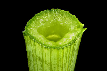 Pheasant's-Eye Daffodil (Narcissus poeticus). Scape Cross-Section Closeupの写真素材