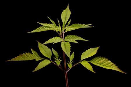 Common Beggarticks (Bidens frondosa). Vegetative Shoot Closeup