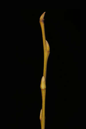 White Willow (Salix alba). Wintering Twig Closeup