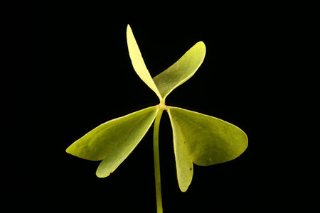 Upright Yellow Sorrel (Oxalis stricta). Leaf Closeup