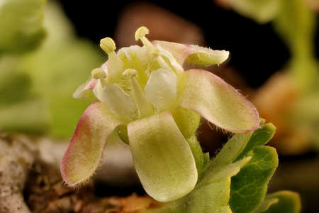 Gooseberry (Ribes uva-crispa). Flower Closeup