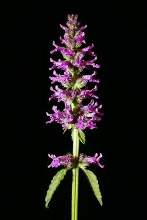 Betony (Stachys officinalis). Inflorescence Closeup