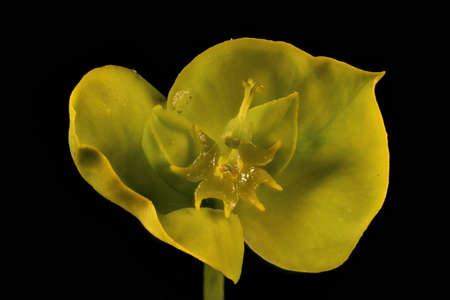 Leafy Spurge (Euphorbia virgata). Cyathia Closeup