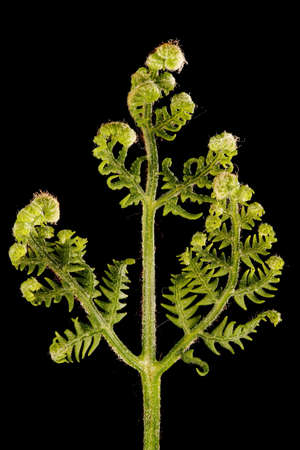 Bracken (Pteridium aquilinum). Young Frond Closeupの写真素材