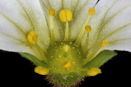 Tufted Saxifrage (Saxifraga cespitosa). Semi-Inferior Ovary Closeupの写真素材