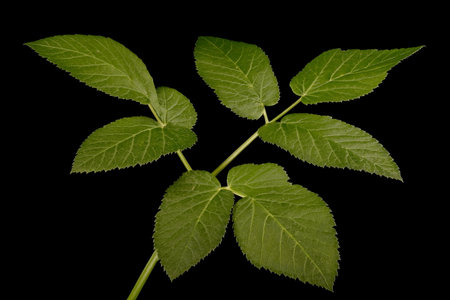 Ground-Elder (Aegopodium podagraria). Leaf Closeup