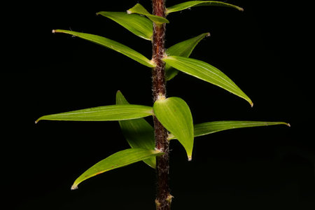 Tiger Lily (Lilium lancifolium). Stem and Leaves Closeup