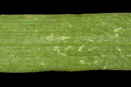 Smooth Finger Grass (Digitaria ischaemum). Leaf Detail Closeup