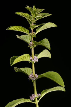 Corn Mint (Mentha arvensis). Habit
