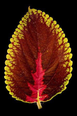 Painted Nettle (Plectranthus scutellarioides). Leaf Closeup