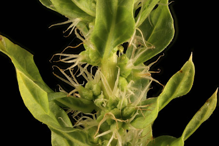Spinach (Spinacia oleracea). Female Inflorescence Detail Closeup