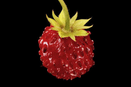 Wild Strawberry (Fragaria vesca). Mature Fruit Closeup